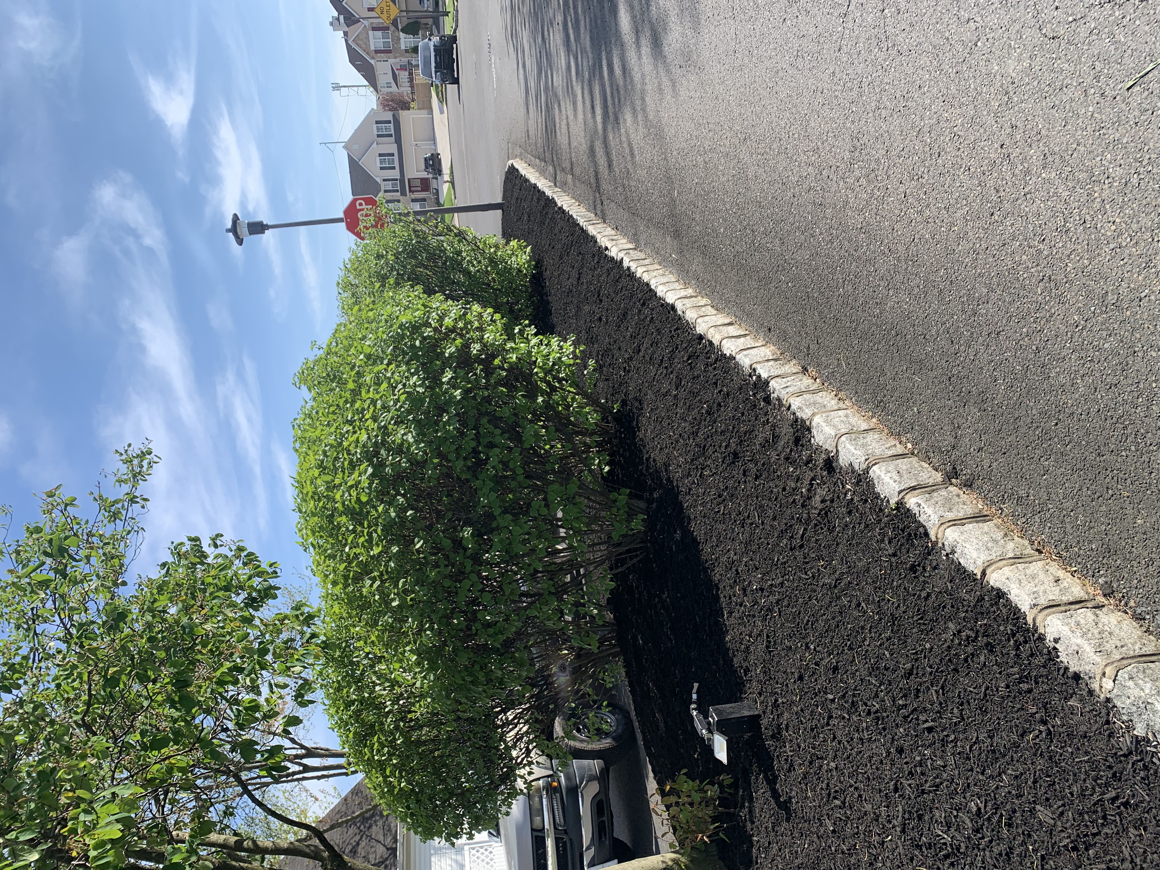 Entrance island with mulch and shaped shrub