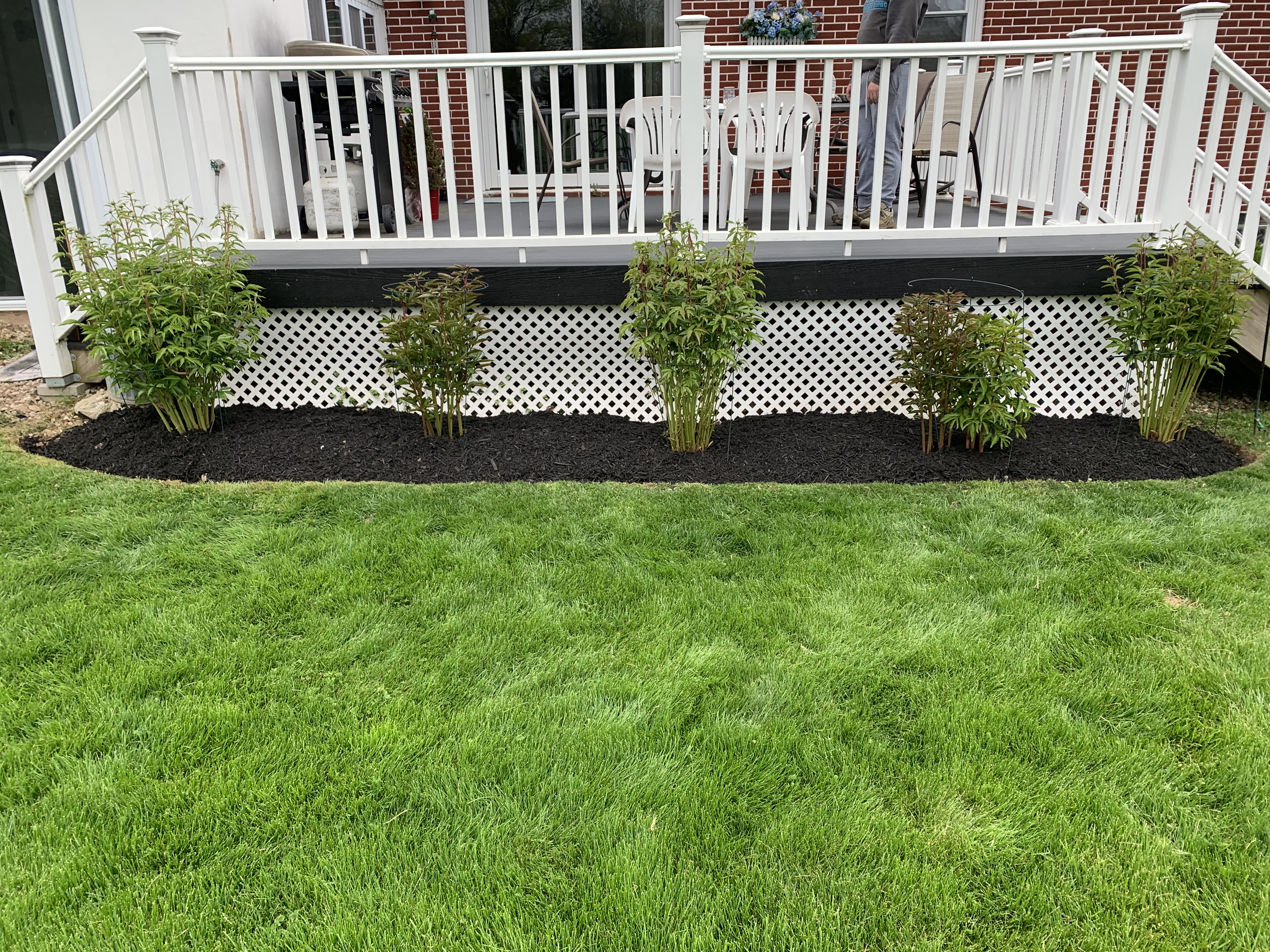 Row of new shrubs planted along deck with fresh mulch