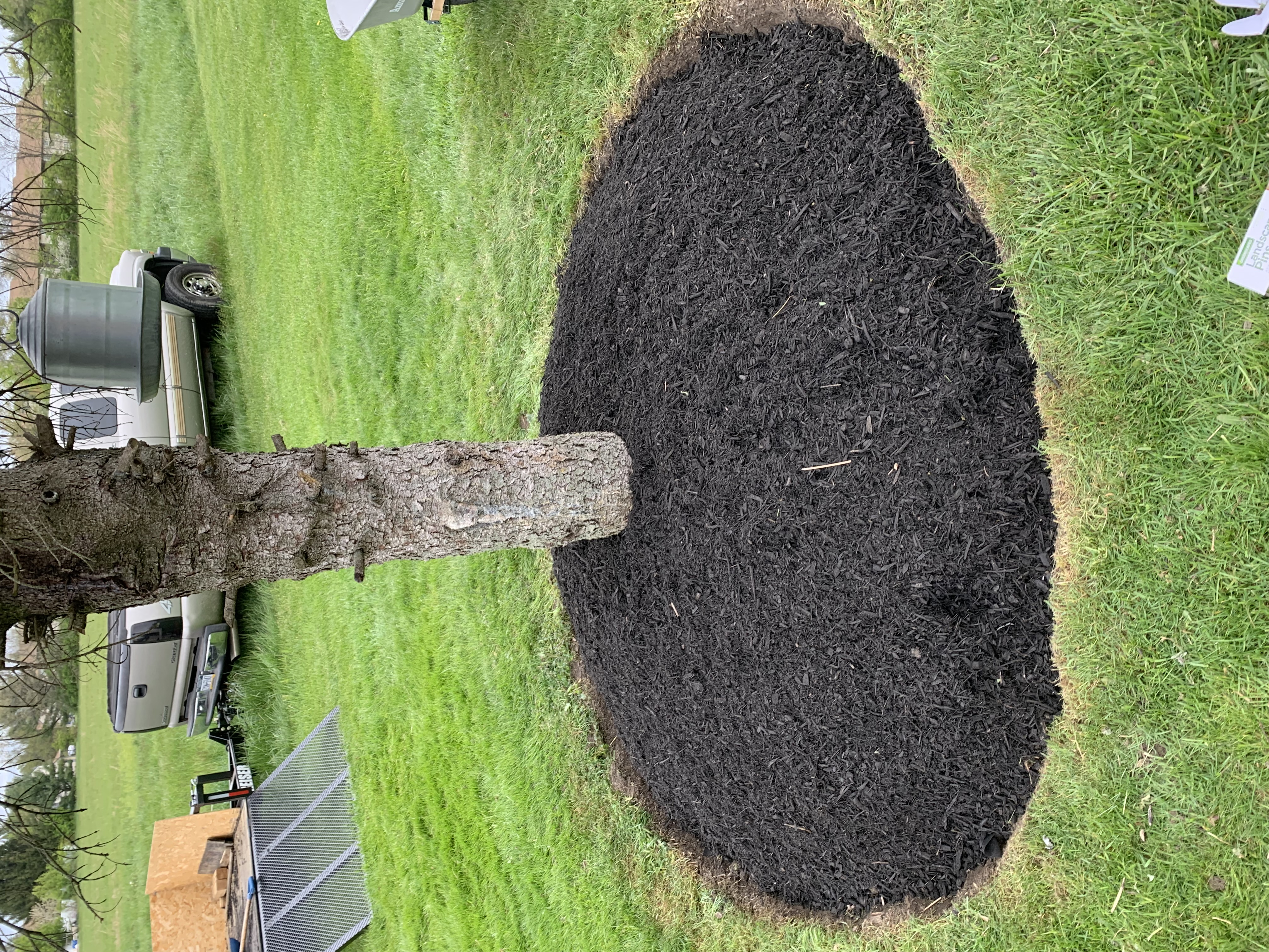 Front bed with hostas and trimmed boxwood