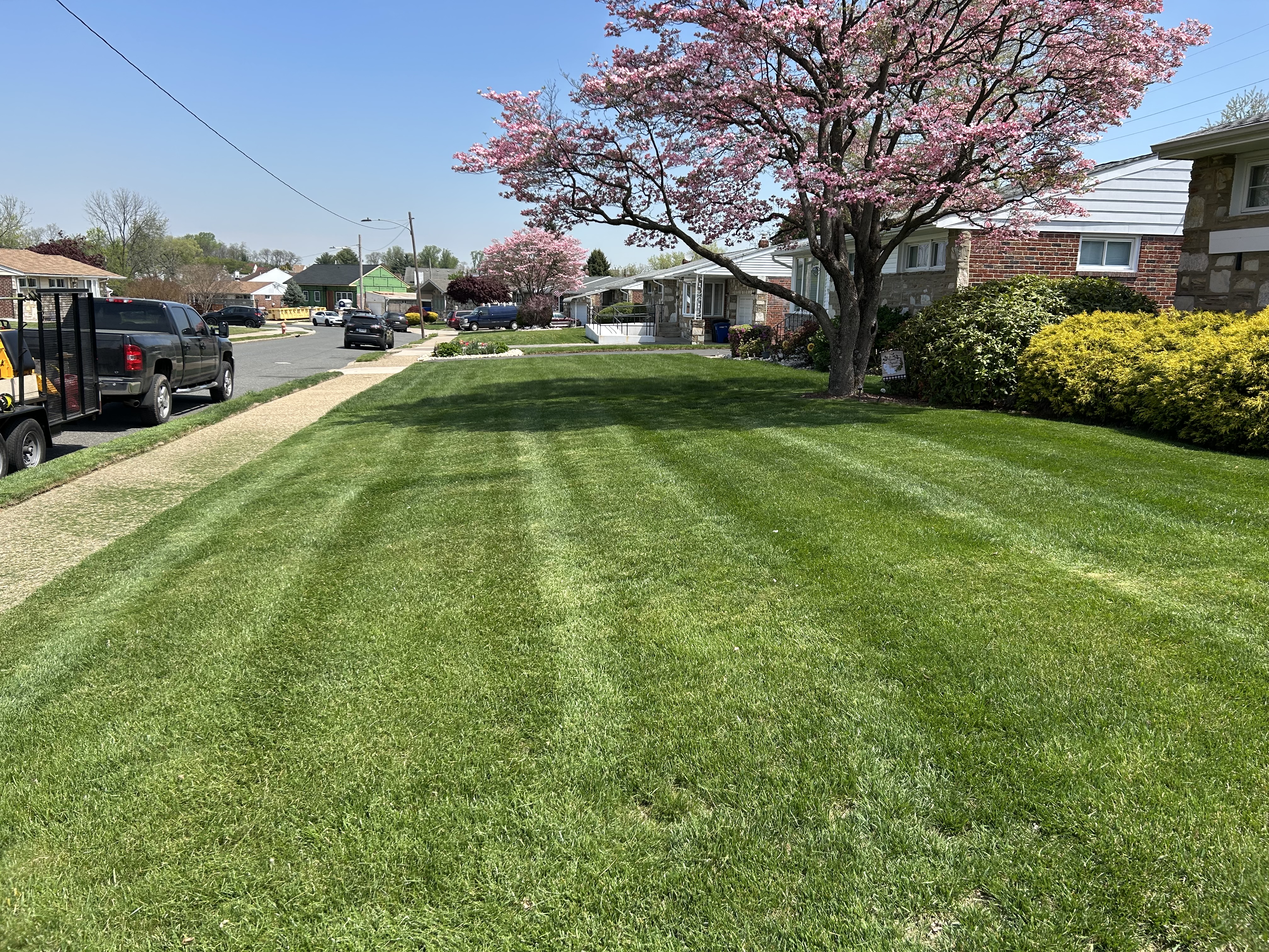 Spring lawn with mowing stripes and blooming dogwood tree