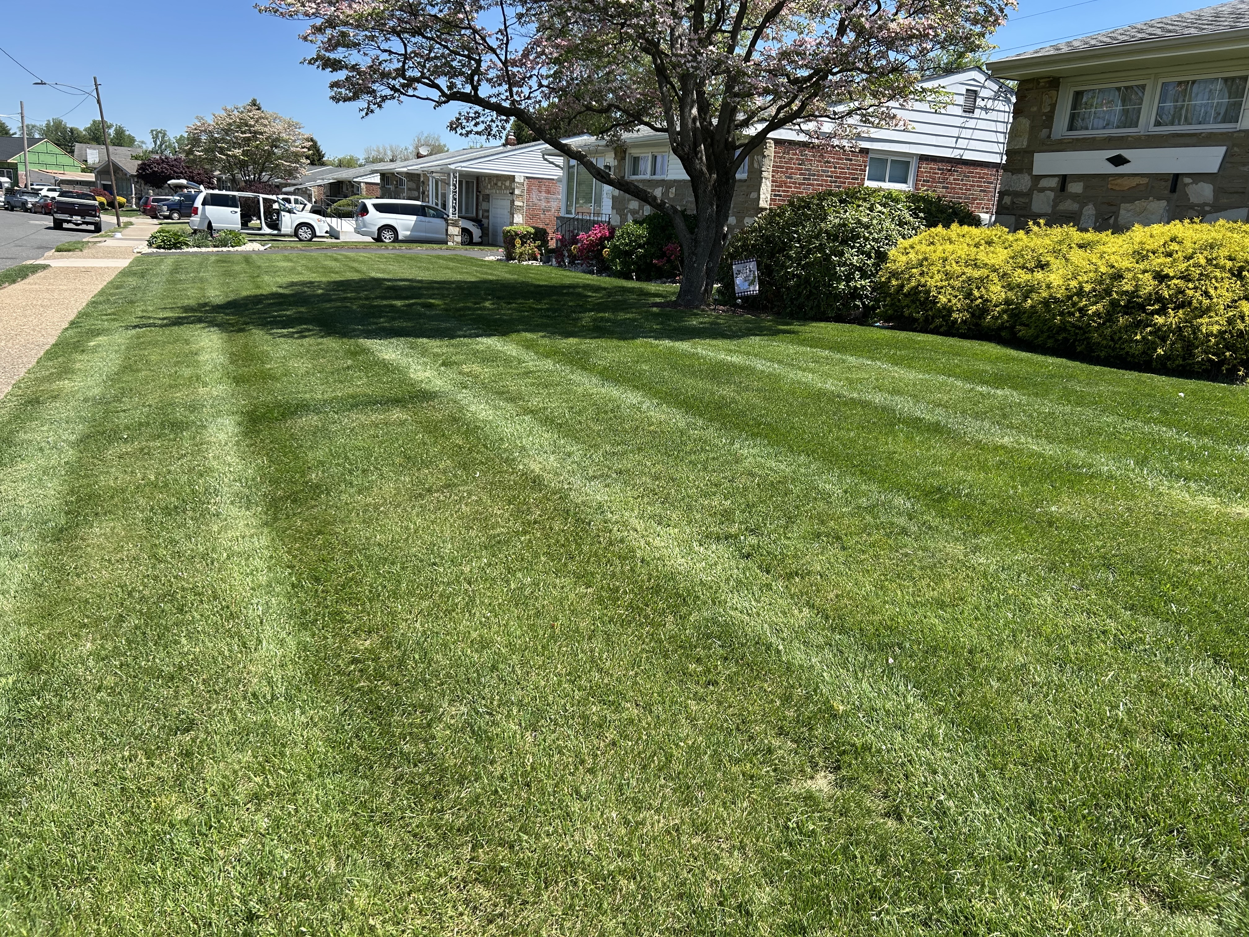 Another angle of striped lawn with flowering tree