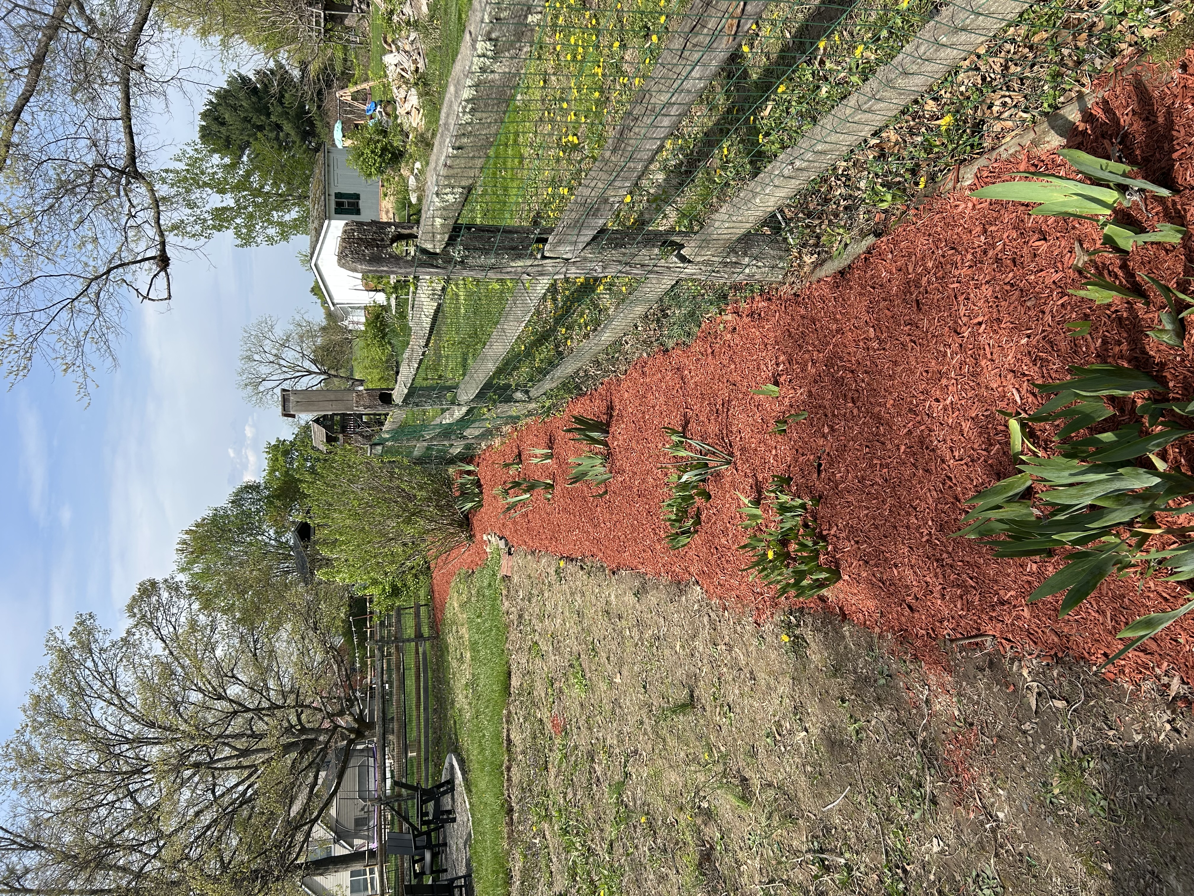Long bed of red mulch along fence line with spring bulbs