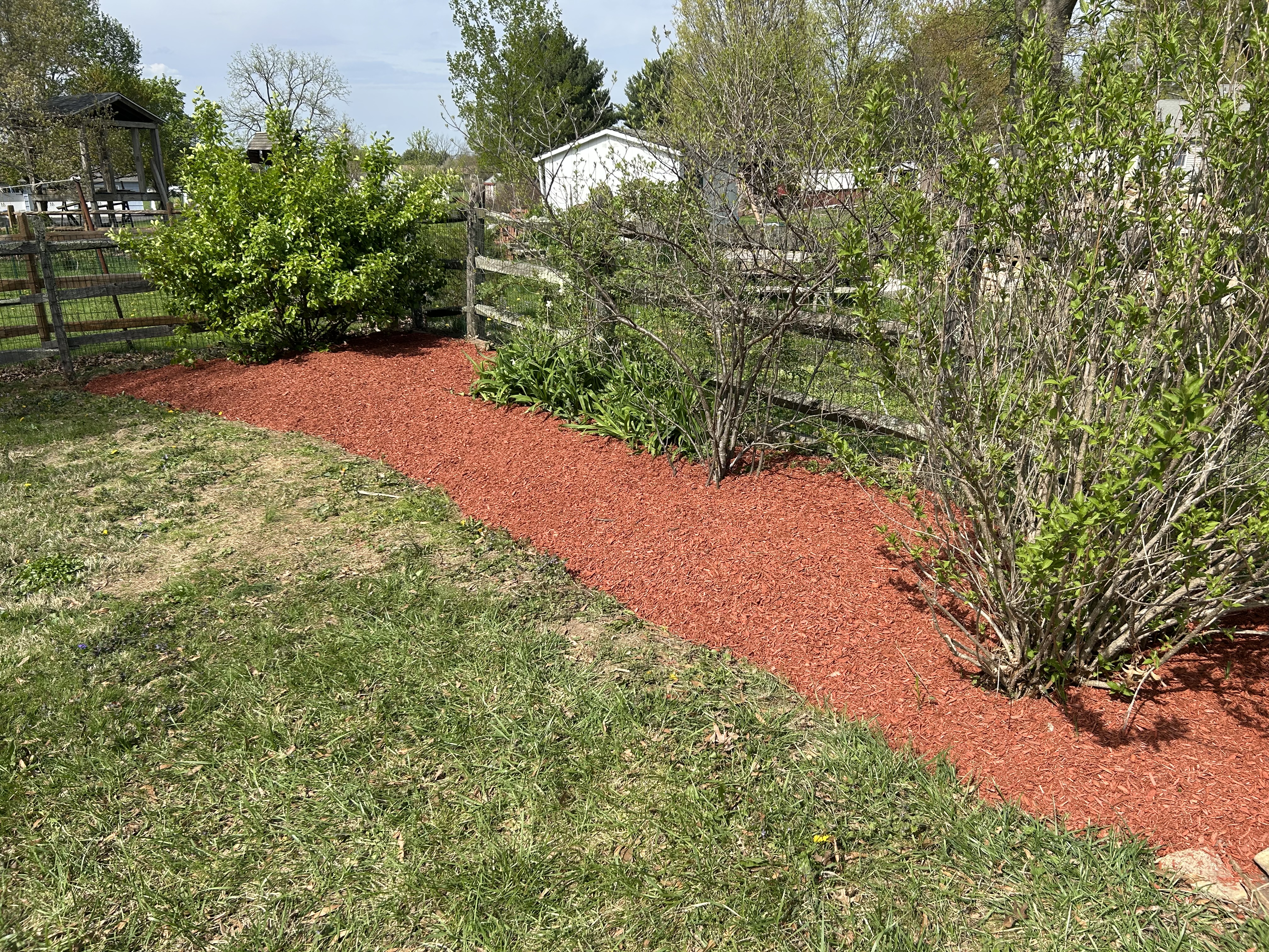 Backyard fence line with red mulch and mature shrubs