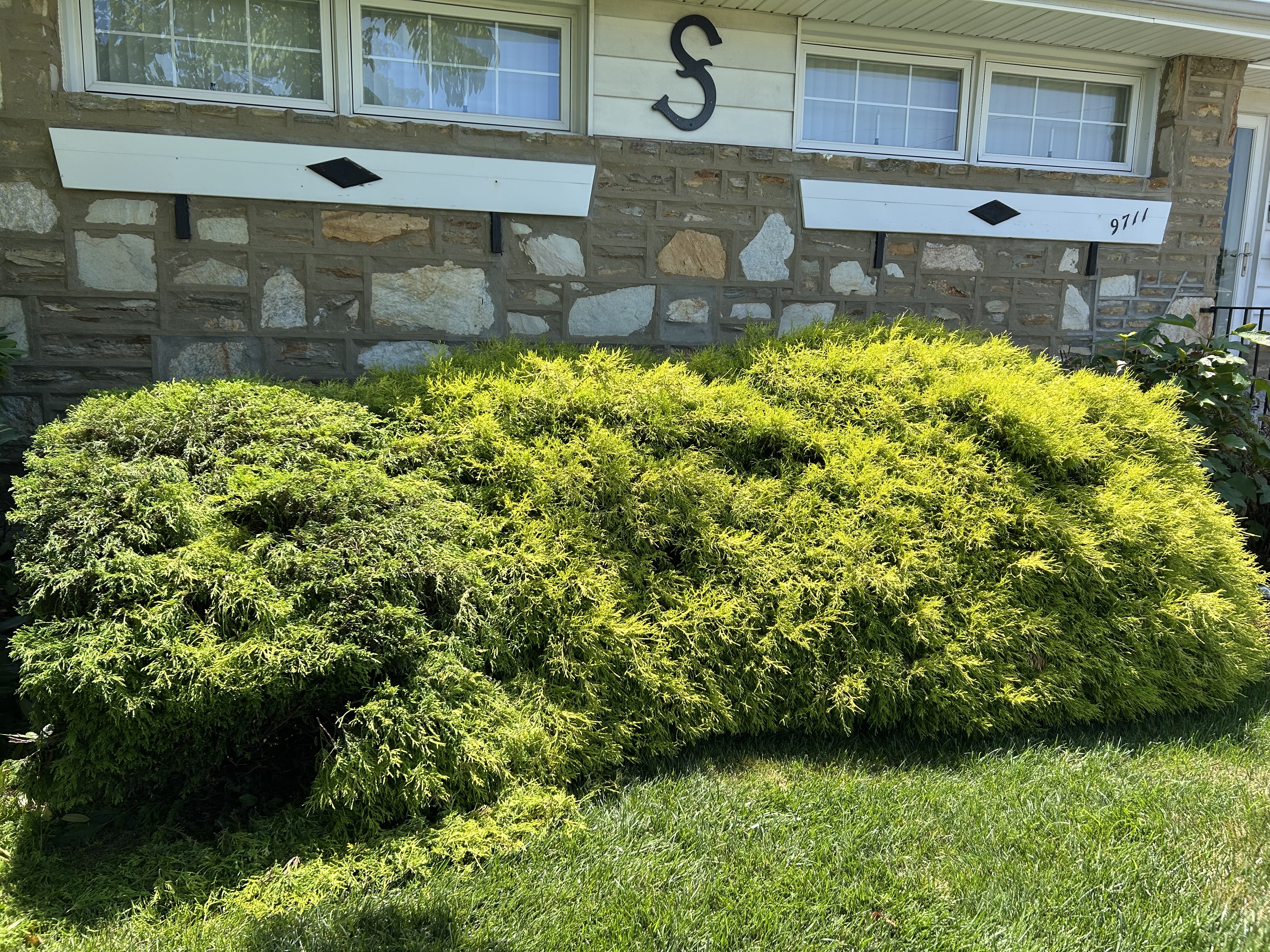 Overgrown juniper shrubs before trimming